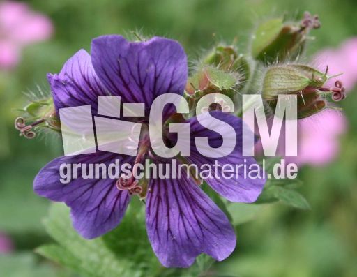 Storchschnabel.jpg